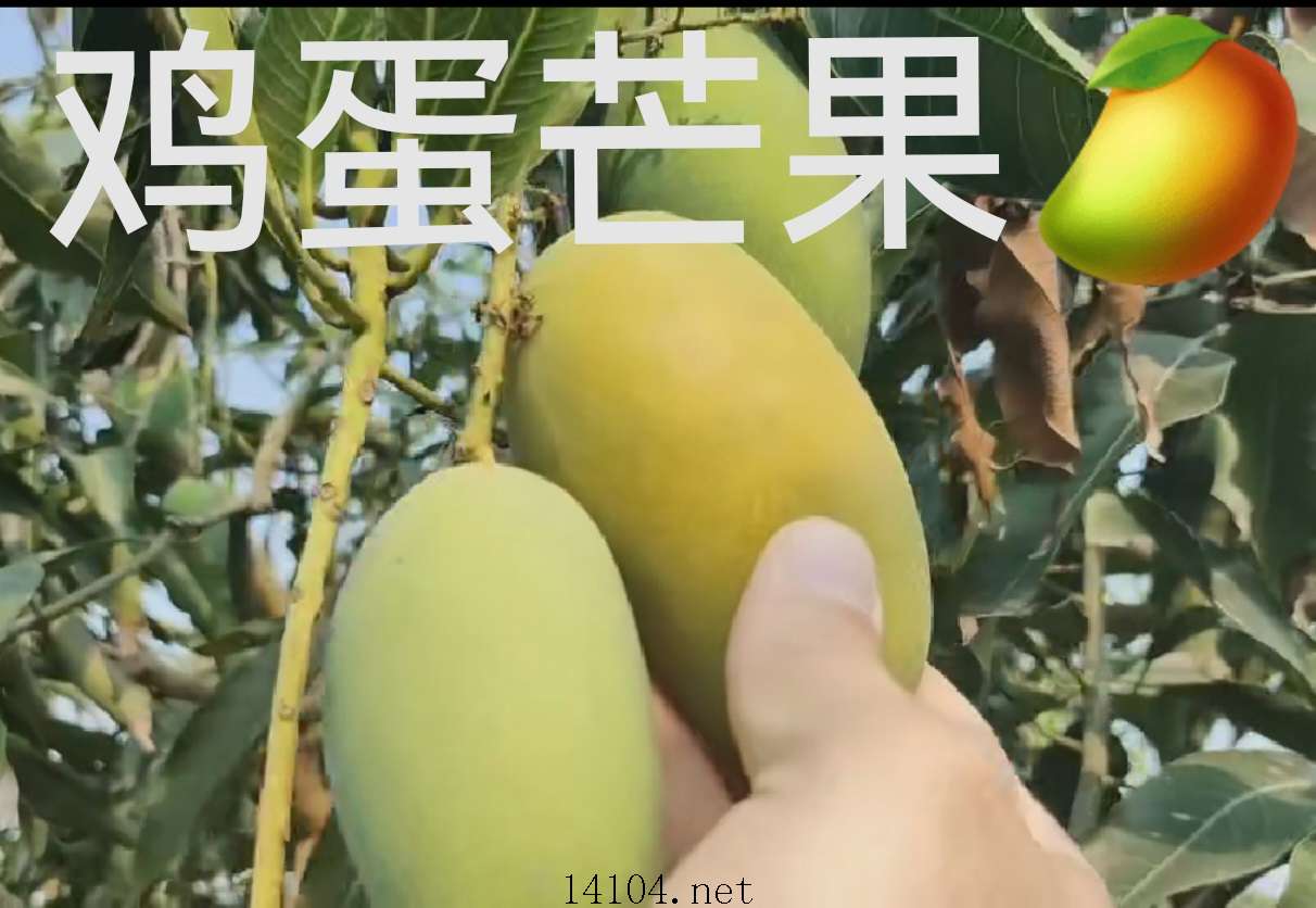 芒果4.jpg